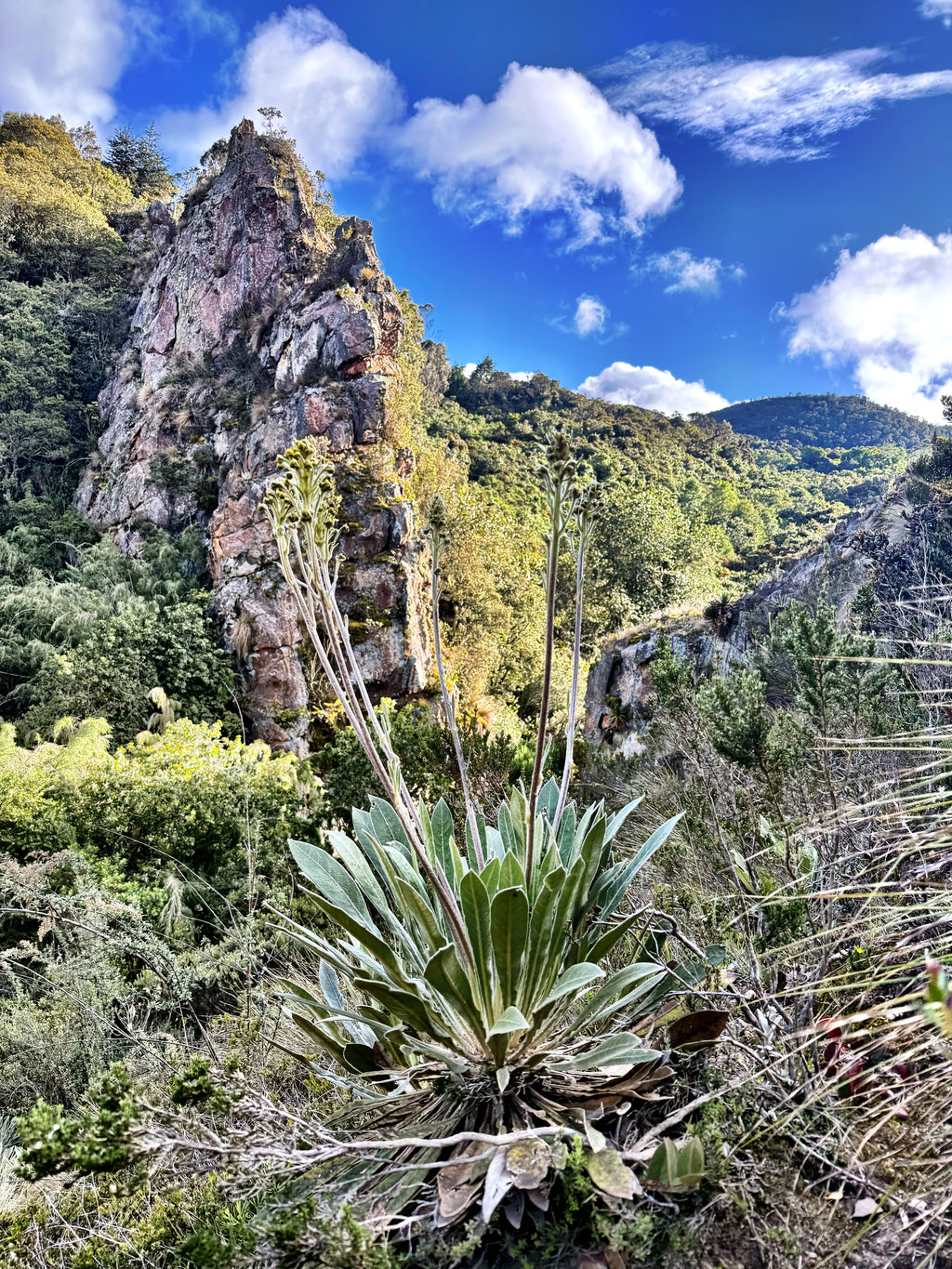 IKTOMI: THE LAKOTA WEAVE RETREAT October 18–19. Fire. Stones. Breath. Rebirth. A two-day initiation in Okiro, the Living Temple of the Andes. (Copy)