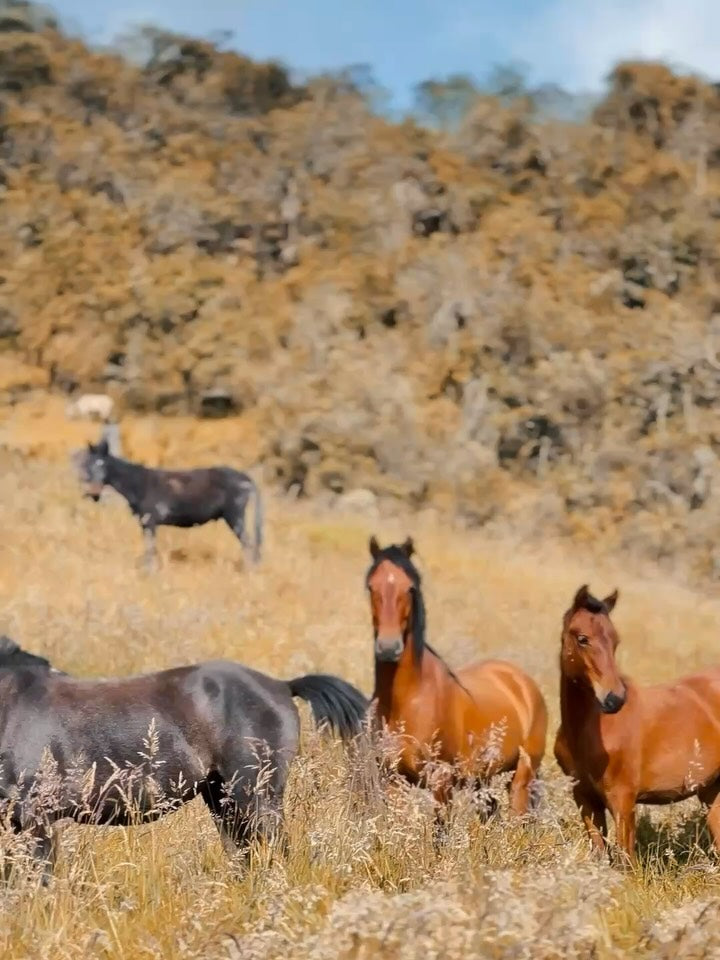 PARAMO CRUISE — 1-Day Quest The páramo isn’t landscape — it’s a mirror in disguise. Walk it, and walk yourself.
